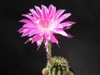Thumbnail of 1713_Echinopsis Hybride_Maria Piazza_20140607_03(1).JPG
